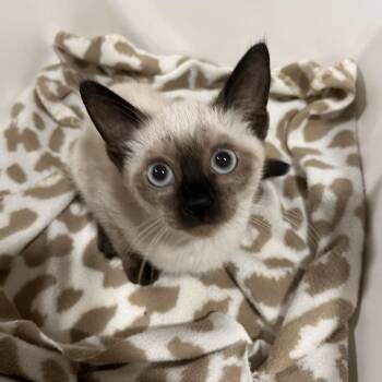 Pogue -  Domestic Short Hair Cat for Adoption in Washburn, Missouri - Pogue | PetCurious