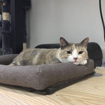 Mabel -  Domestic Short Hair Cat for Adoption in New York, New York - Mabel | PetCurious