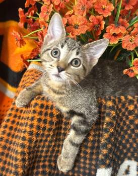 3/26/26 Derek -  Domestic Short Hair Cat for Adoption in Stillwater, Oklahoma - 3/26/26 Derek | PetCurious