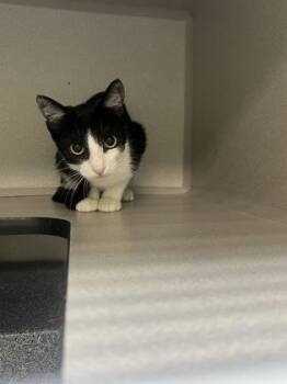 Blot -  Domestic Short Hair Cat for Adoption in New Orleans, Louisiana - Blot | PetCurious