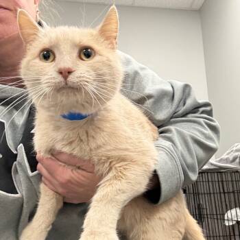 Rescue Domestic Short Hair Cats for Adoption in Normal, Illinois - Nugat | PetCurious