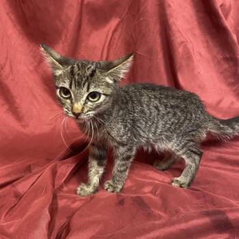 Rescue Domestic Short Hair Cats for Adoption in Modesto, California - A603799 | PetCurious