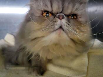 Persian Cats Available for Adoption in Powder Springs, Georgia - BLUE ASTER | PetCurious
