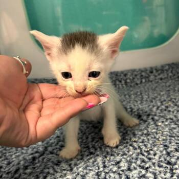 Hans -  Domestic Short Hair Cat for Adoption in Lake Jackson, Texas - Hans | PetCurious