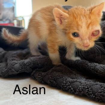 Aslan -  Domestic Short Hair Cat for Adoption in Nampa, Idaho - Aslan | PetCurious