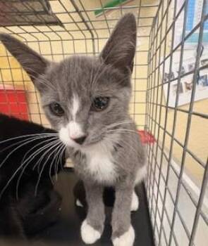 Domestic Short Hair Cats Available for Adoption in Fort Myers, Florida - HALEY | PetCurious