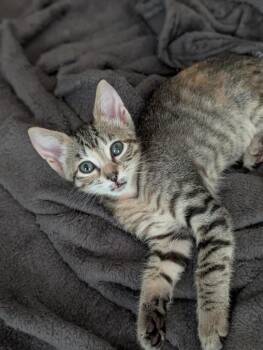 *Jackie McFarland -  Domestic Short Hair Cat for Adoption in Newnan, Georgia - *Jackie McFarland | PetCurious