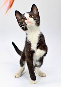 Sylvester -  Domestic Short Hair Cat for Adoption in Morton Grove, Illinois - Sylvester | PetCurious