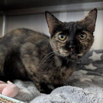 Purrsephone -  Domestic Short Hair Cat for Adoption in Independence, Kansas - Purrsephone | PetCurious