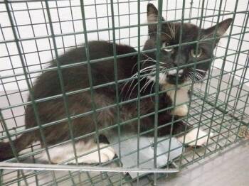 Domestic Medium Hair and Domestic Short Hair Cats Available for Adoption - RAUL | PetCurious