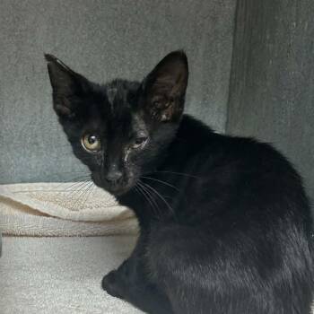 Gremlin -  Domestic Short Hair Cat for Adoption in Tyler, Texas - Gremlin | PetCurious