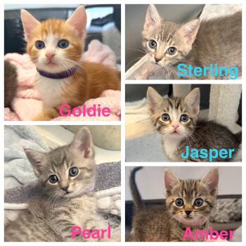Goldie E. -  Domestic Short Hair and Tabby Cat for Adoption in Frisco, Texas - Goldie E. | PetCurious