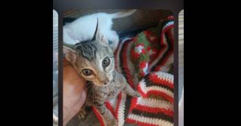 Monkey -  Domestic Short Hair Cat for Adoption in Thatcher, Arizona - Monkey | PetCurious