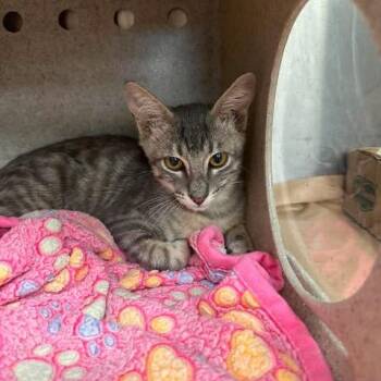 Zorro 26-08-027 -  Domestic Short Hair Cat for Adoption in Bastrop, Texas - Zorro 26-08-027 | PetCurious