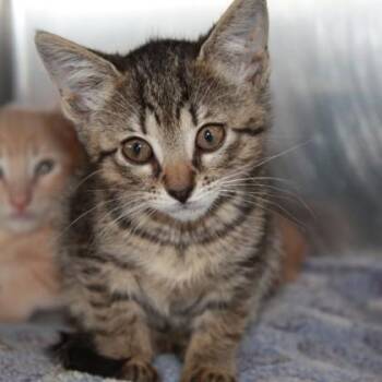 Hyacinth -  Domestic Short Hair Cat for Adoption in Richmond, Virginia - Hyacinth | PetCurious