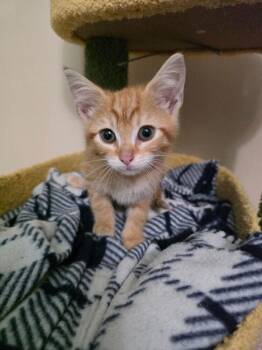 Killian -  Domestic Medium Hair Cat for Adoption in Virginia Beach, Virginia - Killian | PetCurious