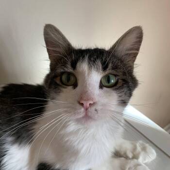 Rescue Domestic Long Hair Cats for Adoption in Buffalo, New York - Aiden | PetCurious