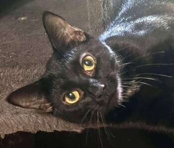 Buttercup -  Domestic Short Hair Cat for Adoption in Andover, Connecticut - Buttercup | PetCurious