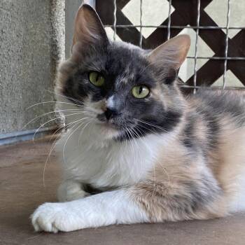 Rescue Domestic Medium Hair Cats for Adoption in Tucson, Arizona - Miss Pronunciation | PetCurious