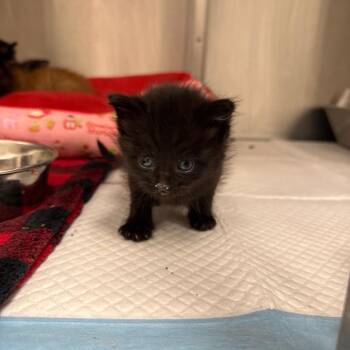 Obsidian -  Domestic Short Hair Cat for Adoption in Spring Hill, Kansas - Obsidian | PetCurious