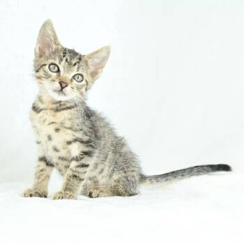 Marty -  Domestic Short Hair Cat for Adoption in Mobile, Alabama - Marty | PetCurious