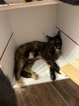 Rescue Domestic Short Hair Cats for Adoption in West Mifflin, Pennsylvania - Kaino | PetCurious