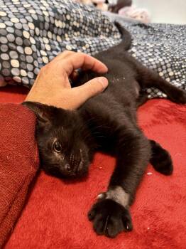 Leonie (bonded with Leo) -  Domestic Short Hair Cat for Adoption in San Francisco, California - Leonie (bonded With Leo) | PetCurious