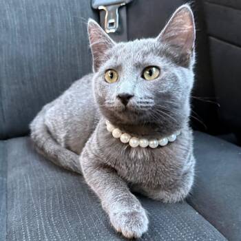 Saki -  Domestic Short Hair Cat for Adoption in Providence, Rhode Island - Saki | PetCurious