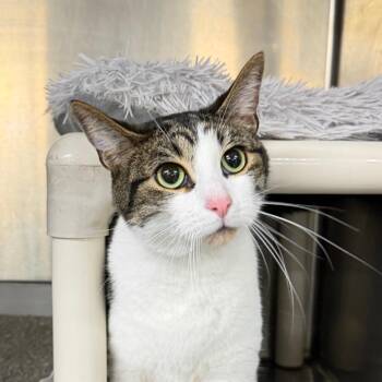 MOOSE 2 -  Domestic Short Hair Cat for Adoption in Battle Creek, Michigan - MOOSE 2 | PetCurious