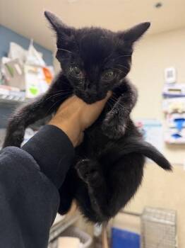 REESE -  Domestic Short Hair Cat for Adoption in Riverside, California - REESE | PetCurious