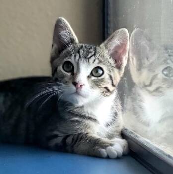 Onyx -  Domestic Short Hair Cat for Adoption in Green Valley, Arizona - Onyx | PetCurious