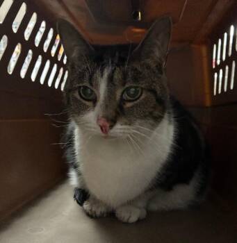 Frittata -  Domestic Short Hair Cat for Adoption in Cincinnati, Ohio - Frittata | PetCurious