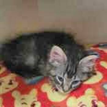 Rescue Domestic Medium Hair Cats for Adoption in Portsmouth, Ohio - Victor | PetCurious