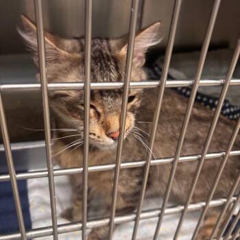 Acacia 51C26 -  Domestic Short Hair Cat for Adoption in Napoleon, Ohio - Acacia 51C26 | PetCurious