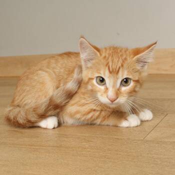 Gump C70779 -  Domestic Short Hair Cat for Adoption in Minnetonka, Minnesota - Gump C70779 | PetCurious