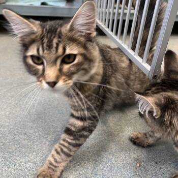 Travis -  Domestic Medium Hair Cat for Adoption in Berryville, Virginia - Travis | PetCurious