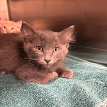 Hot Dog -  Domestic Medium Hair Cat for Adoption in Ottawa, Kansas - Hot Dog | PetCurious