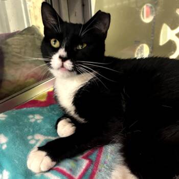 Nocturne -  Domestic Short Hair Cat for Adoption in Walden, New York - Nocturne | PetCurious