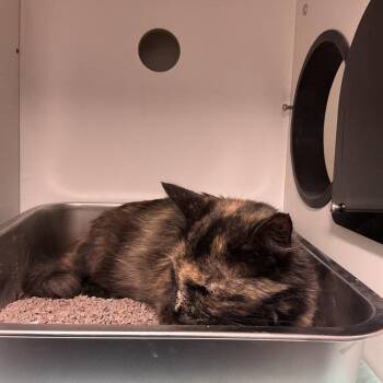 Galaxy -  Domestic Short Hair Cat for Adoption in Saint Joseph, Missouri - Galaxy | PetCurious