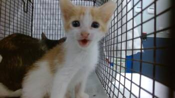 Domestic Short Hair Cats Available for Adoption in Doral, Florida - KIROS | PetCurious