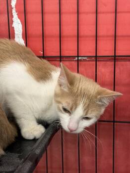 Tang -  Domestic Short Hair Cat for Adoption in Scranton, Pennsylvania - Tang | PetCurious