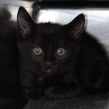 Agatha -  Domestic Short Hair Cat for Adoption in Auburn, Alabama - Agatha | PetCurious