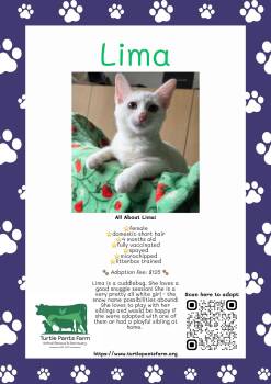 Lima -  Domestic Short Hair Cat for Adoption in Pittsboro, North Carolina - Lima | PetCurious