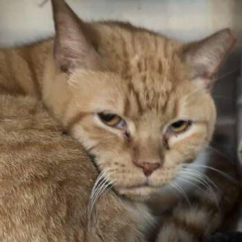 Orva Wright -  Domestic Short Hair Cat for Adoption in Tipp City, Ohio - Orva Wright | PetCurious