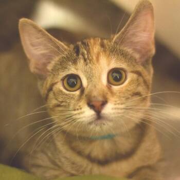 Beech -  Domestic Short Hair Cat for Adoption in Belleville, Illinois - Beech | PetCurious