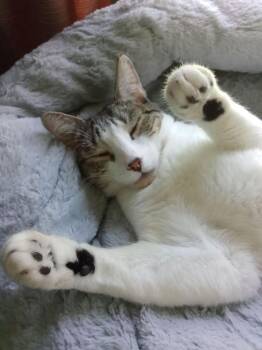 Pandora -  Tabby Cat for Adoption - Pandora | PetCurious
