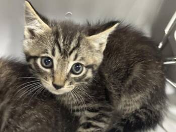 Pen 1 -  Domestic Medium Hair Cat for Adoption in Lawrenceville, Georgia - Pen 1 | PetCurious