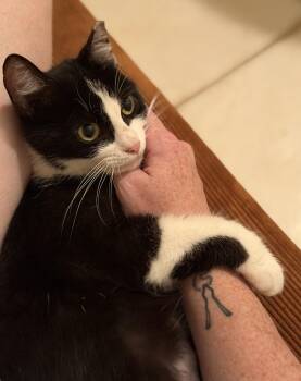 Nadia (mom) to Nikon (baby boy), Nakita (baby girl) -  Domestic Short Hair Cat for Adoption in Columbus, Ohio - Nadia (mom) To Nikon (baby Boy), Nakita (baby Girl) | PetCurious