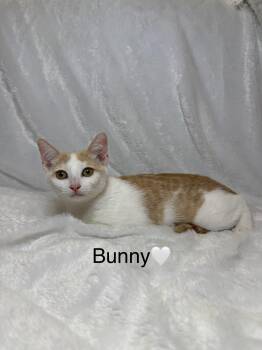 Rescue Tabby Cats for Adoption in Cleveland, Ohio - Bunny | PetCurious