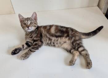 Cami -  Domestic Short Hair Cat for Adoption in Mckinney, Texas - Cami | PetCurious